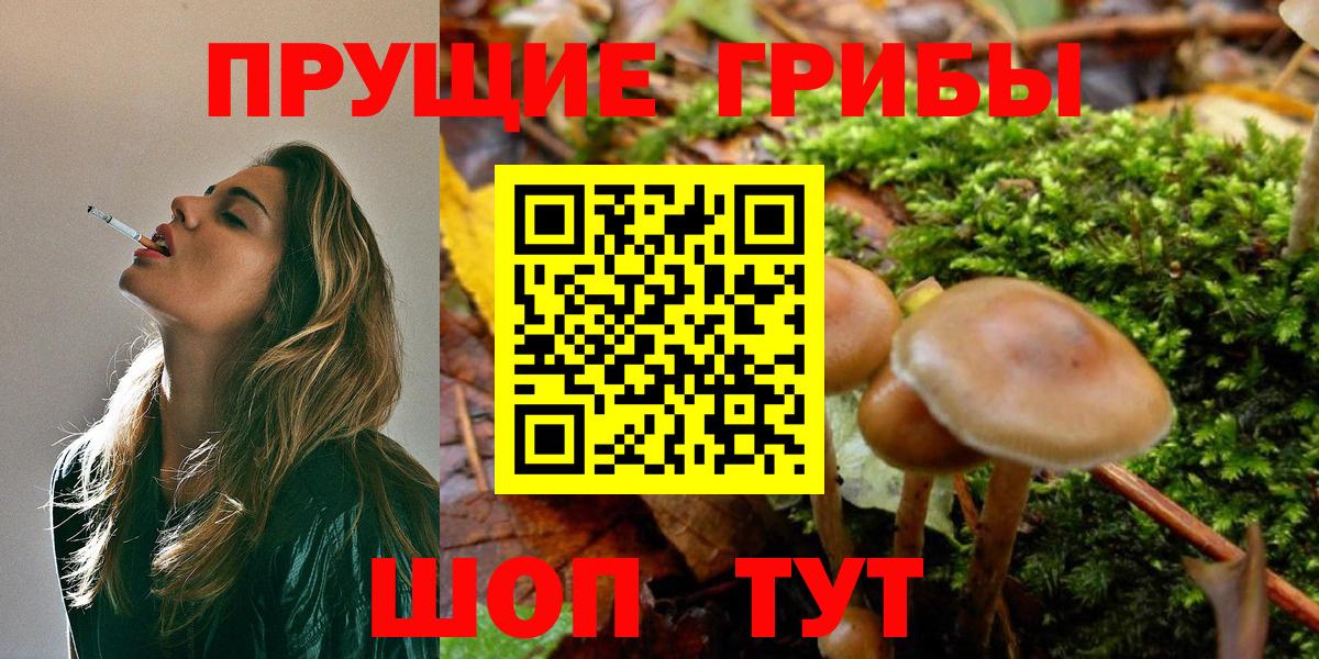 Лесосибирск  Псилоцибиновые грибы Psilocybe  Вход с VPN 
